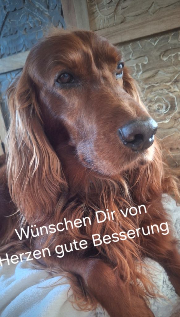 Deluxe Hundebetreuung Hundesitting Hundepension auch für