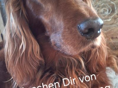 Deluxe Hundebetreuung Hundesitting Hundepension auch für