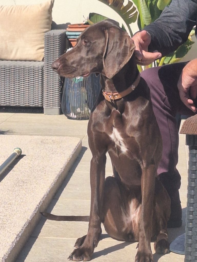 Deluxe Hundebetreuung Hundesitting Hundepension auch für