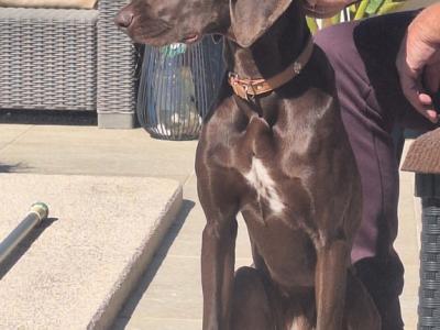 Deluxe Hundebetreuung Hundesitting Hundepension auch für