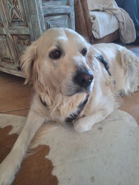 Deluxe Hundebetreuung Hundesitting Hundepension auch für