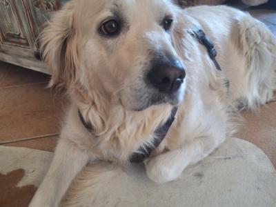 Deluxe Hundebetreuung Hundesitting Hundepension auch für