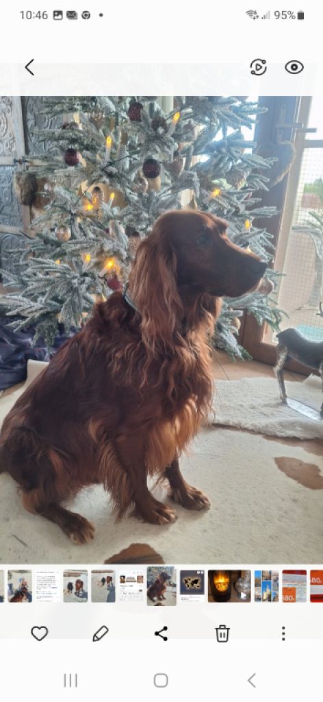 Deluxe Hundebetreuung Hundesitting Hundepension Katzensitting Tierbetreuung in Familie