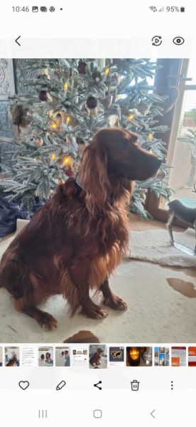 Deluxe Hundebetreuung Hundesitting Hundepension Katzensitting Tierbetreuung in Familie