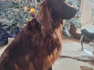 Deluxe Hundebetreuung Hundesitting Hundepension Katzensitting Tierbetreuung in Familie