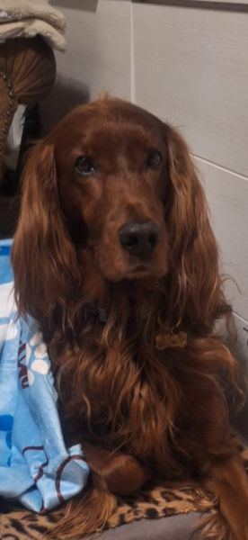 Deluxe Hundebetreuung Hundesitting Hundepension Katzensitting Tierbetreuung in Familie