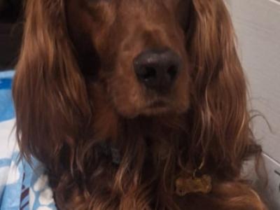 Deluxe Hundebetreuung Hundesitting Hundepension Katzensitting Tierbetreuung in Familie