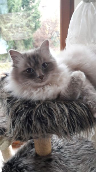 Deluxe Hundebetreuung Hundesitting Hundepension Katzensitting Tierbetreuung in Familie