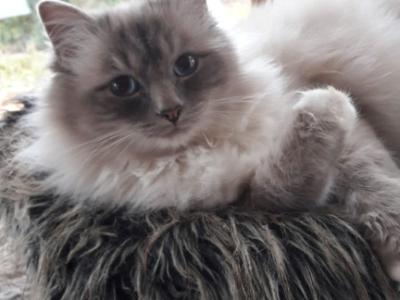 Deluxe Hundebetreuung Hundesitting Hundepension Katzensitting Tierbetreuung in Familie