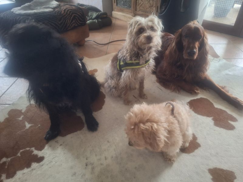 Deluxe Hundebetreuung Hundesitting Hundepension Katzensitting Tierbetreuung in Familie