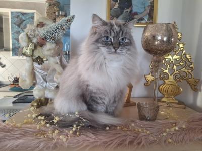 Deluxe Hundebetreuung Hundesitting Hundepension Katzensitting Tierbetreuung in Familie