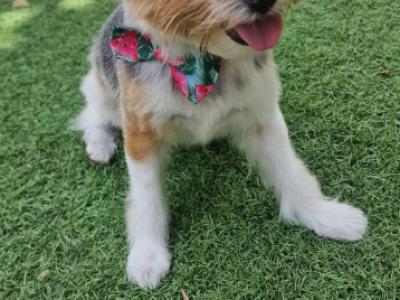 Deluxe Hundebetreuung Hundesitting Hundepension Katzensitting Tierbetreuung in Familie