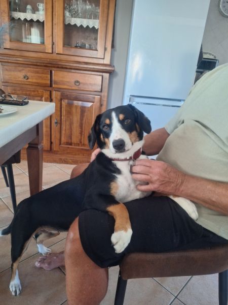 Deluxe Hundebetreuung Hundesitting Hundepension Katzensitting Tierbetreuung in Familie