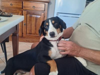 Deluxe Hundebetreuung Hundesitting Hundepension Katzensitting Tierbetreuung in Familie