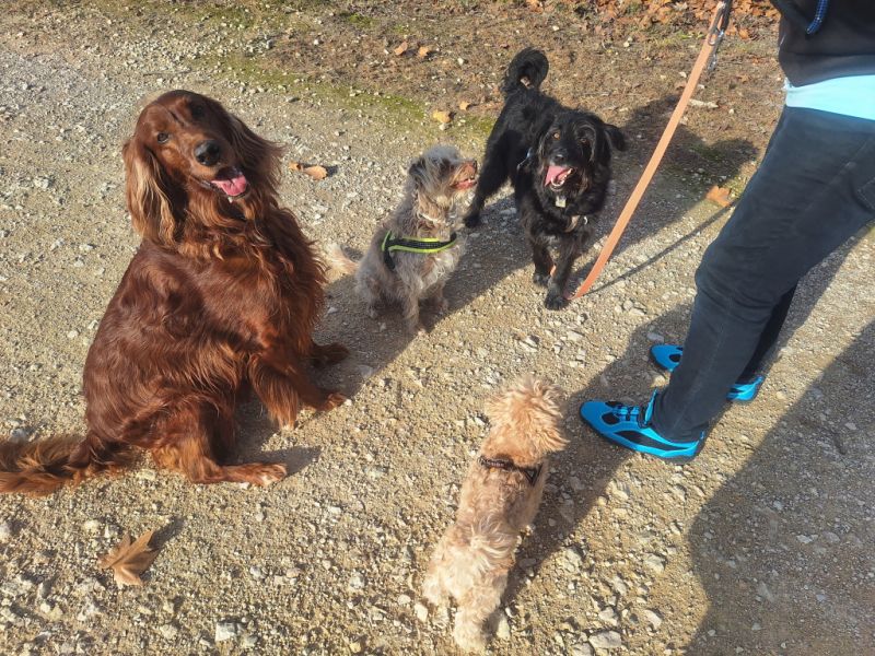 Deluxe Hundebetreuung Hundesitting Hundepension Katzensitting Tierbetreuung in Familie