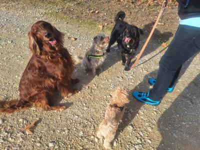 Deluxe Hundebetreuung Hundesitting Hundepension Katzensitting Tierbetreuung in Familie