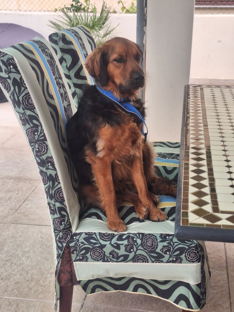 Deluxe Hundebetreuung Hundesitting Hundepension Katzensitting Tierbetreuung in Familie