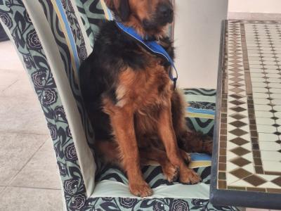 Deluxe Hundebetreuung Hundesitting Hundepension Katzensitting Tierbetreuung in Familie