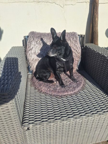 Deluxe Hundebetreuung Hundesitting Hundepension Katzensitting Tierbetreuung in Familie