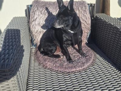 Deluxe Hundebetreuung Hundesitting Hundepension Katzensitting Tierbetreuung in Familie