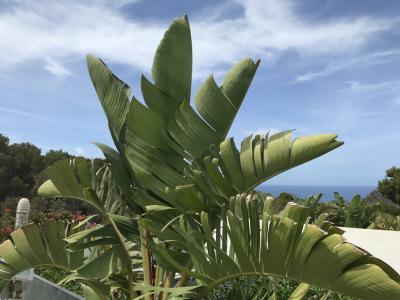 Doppelhaus mit Exklusiven Meerblick auf die Bucht von Palma