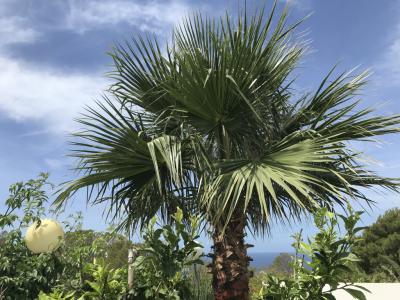 Doppelhaus mit Exklusiven Meerblick auf die Bucht von Palma