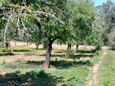 Ebenes und schönes Grundstück bei Porreres - Villafranca --- T 19 CM
