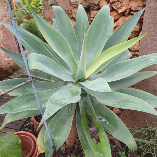 A large selection of various plants for sale
