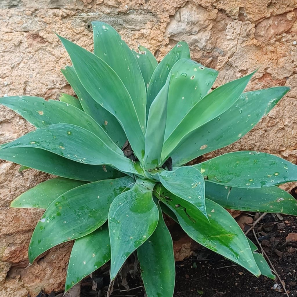 A large selection of various plants for sale