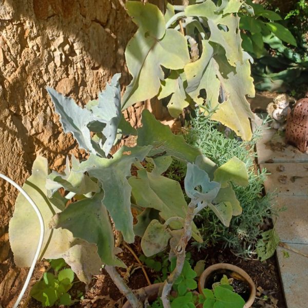 A large selection of various plants for sale