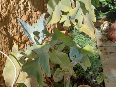 A large selection of various plants for sale