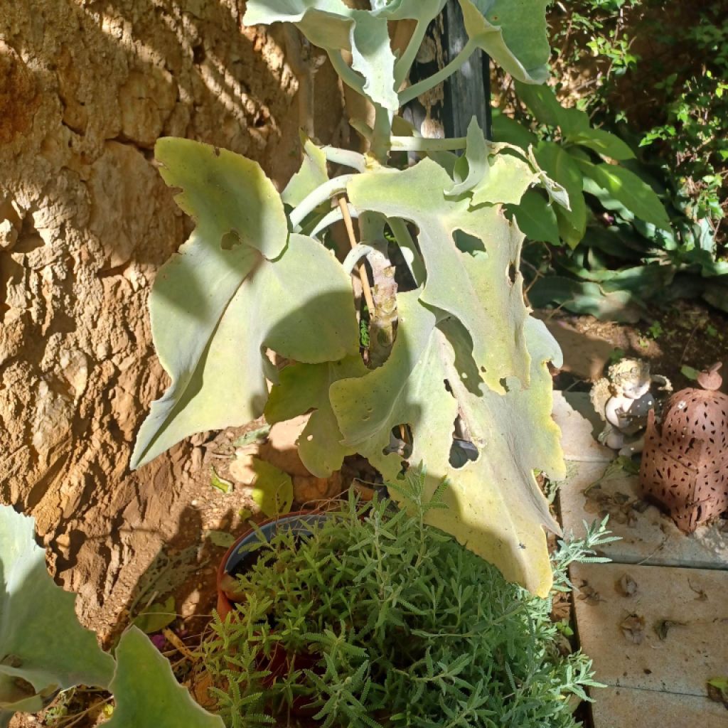 A large selection of various plants for sale