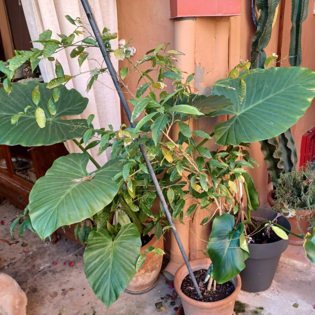 A large selection of various plants for sale