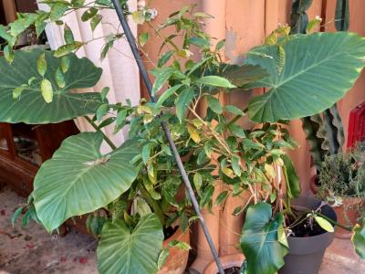 A large selection of various plants for sale