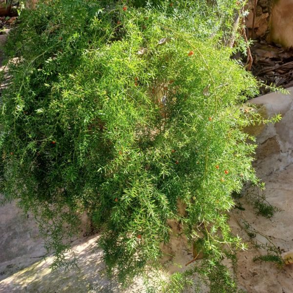A large selection of various plants for sale