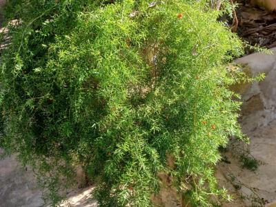 A large selection of various plants for sale