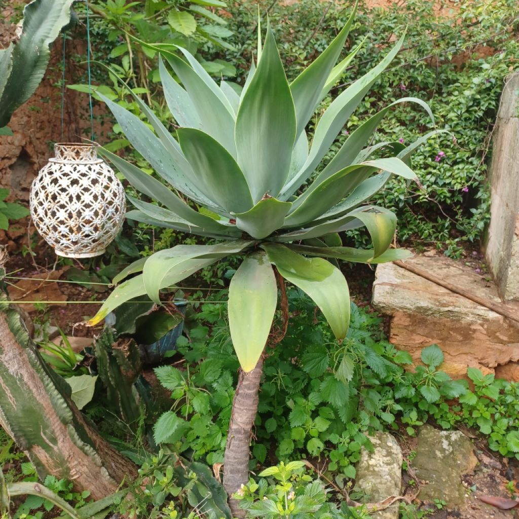 A large selection of various plants for sale