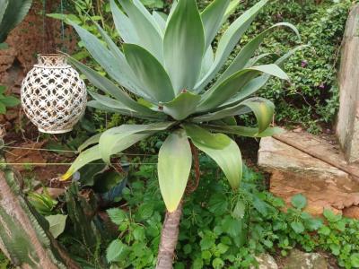 A large selection of various plants for sale