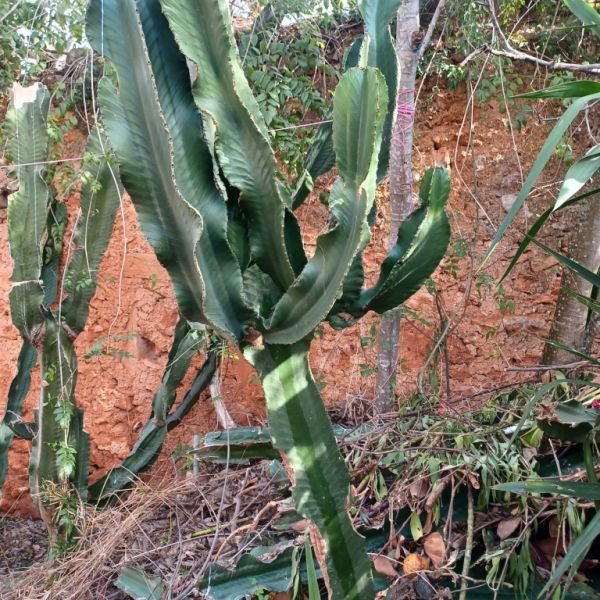 A large selection of various plants for sale
