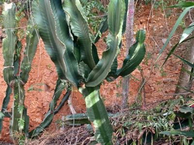 A large selection of various plants for sale