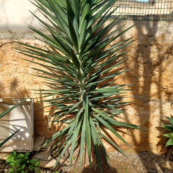 A large selection of various plants for sale