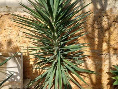 A large selection of various plants for sale