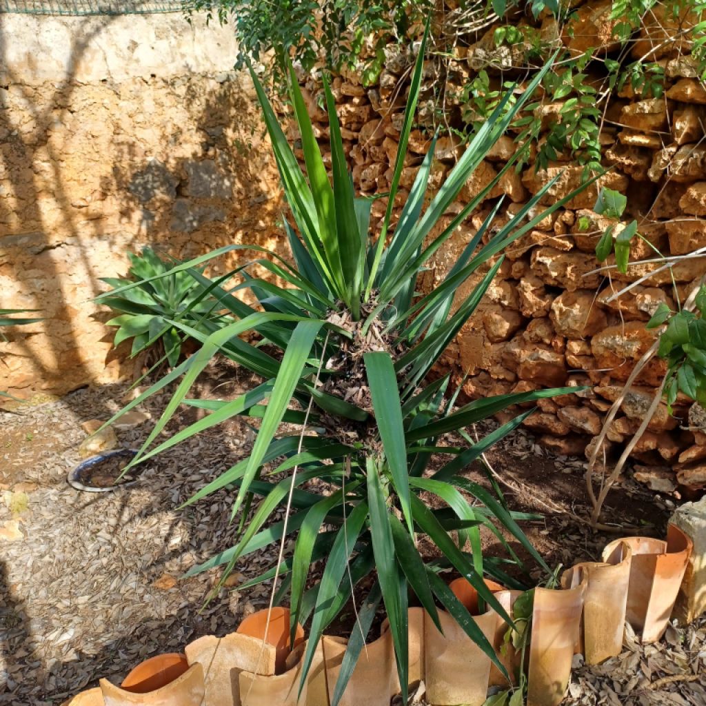 A large selection of various plants for sale