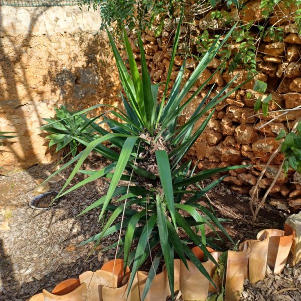 A large selection of various plants for sale