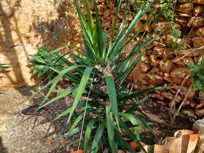 A large selection of various plants for sale