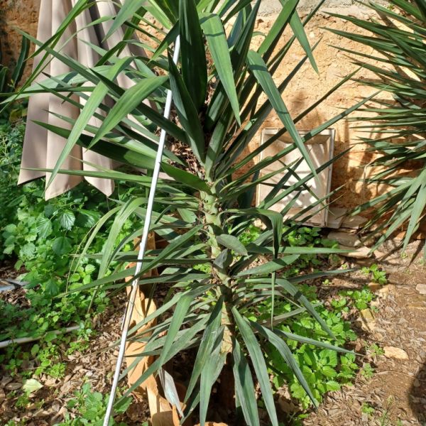 A large selection of various plants for sale