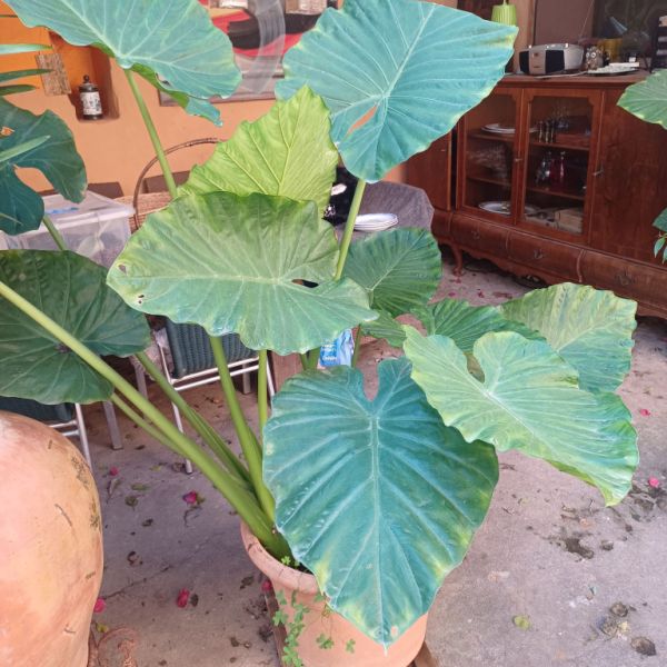 A large selection of various plants for sale