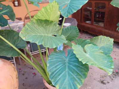 A large selection of various plants for sale