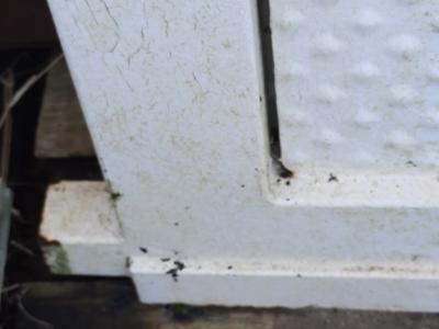 Entrance door and 2 two wing gates