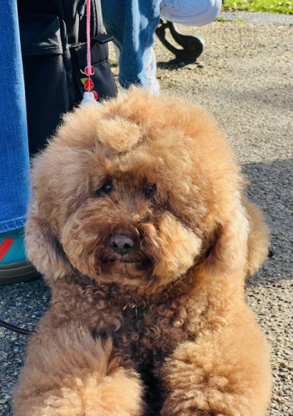 Einzelbetreuung für Hunde in einer familiären, ruhigen und angenehmen Umgebung